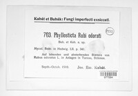 Phyllosticta rubi-odorati image
